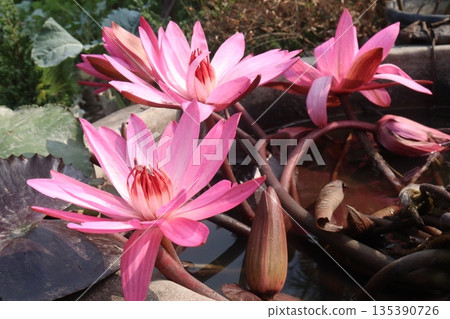 water Lily Flowers plant on pot in farm water Lily Flowers plant on pot in farm 135390726