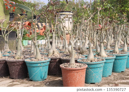 Adenium obesum flower plant on nursery Adenium obesum flower plant on nursery 135390727