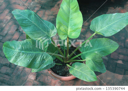 Philodendron Sun Red leaf plant on pot 135390744
