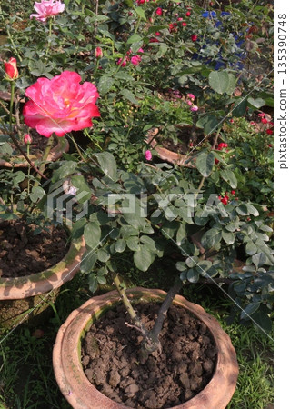 rose on tree in farm for sell 135390748