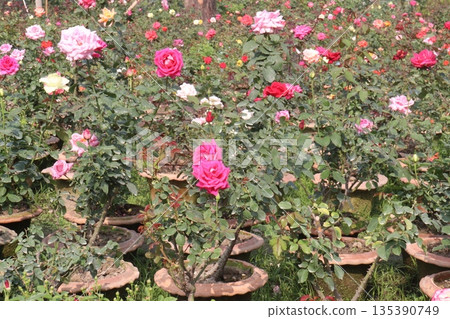 rose on tree in farm for sell 135390749