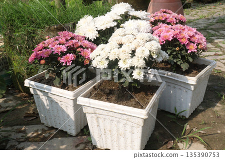 Chrysanthemum flower on farm for harvest 135390753