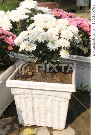 Chrysanthemum flower on farm for harvest Chrysanthemum flower on farm for harvest 135390762