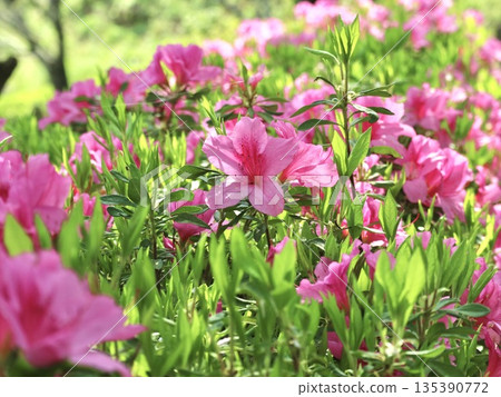 杜鵑花的花 135390772