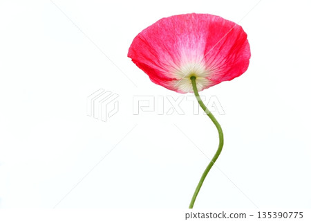 Red Poppy Flower 135390775