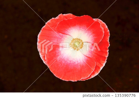 Poppy's red flower Poppy's red flower 135390776