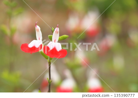 Cherry sage's red flower 135390777