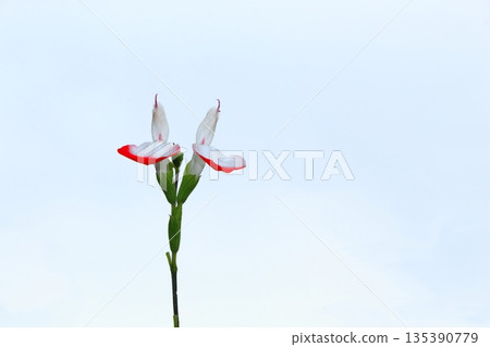 櫻桃鼠尾草花 135390779