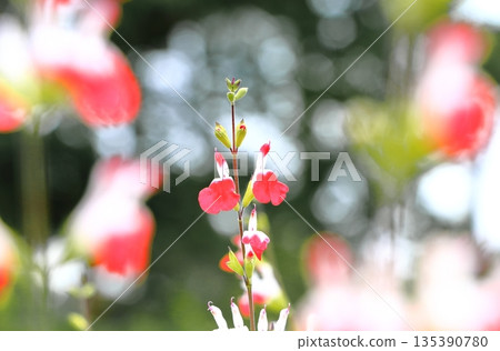 櫻花鼠尾草花田 櫻花鼠尾草花田 135390780
