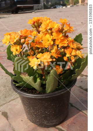 Kalanchoe blossfeldiana flower plant on pot 135390883