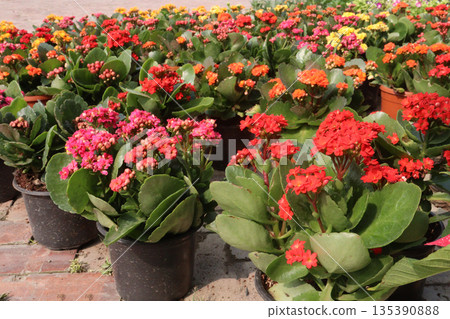 Kalanchoe blossfeldiana flower plant on pot 135390888