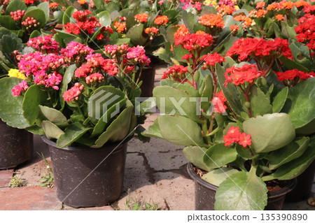 Kalanchoe blossfeldiana flower plant on pot Kalanchoe blossfeldiana flower plant on pot 135390890
