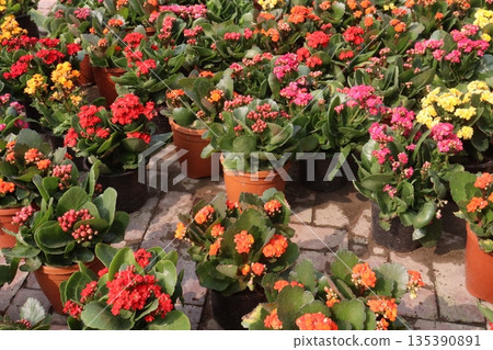 Kalanchoe blossfeldiana flower plant on pot Kalanchoe blossfeldiana flower plant on pot 135390891