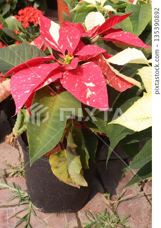 Poinsettia flower plant on nursery Poinsettia flower plant on nursery 135390892
