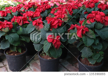Poinsettia flower plant on nursery Poinsettia flower plant on nursery 135390893
