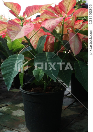 Poinsettia flower plant on nursery 135390896