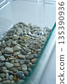 Smooth pebbles and clear water in a glass container. Smooth, multicolored pebbles are submerged in clear water within a rectangular glass container. 135390936