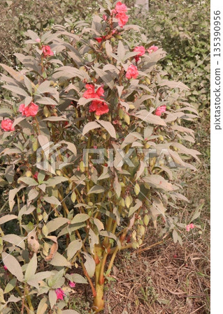 Impatiens balsamina flower plant on bag 135390956