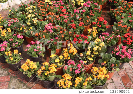 Kalanchoe blossfeldiana flower plant on pot 135390961
