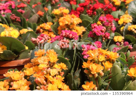 Kalanchoe blossfeldiana flower plant on pot 135390964