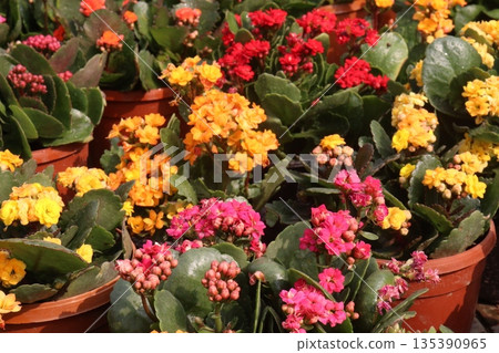 Kalanchoe blossfeldiana flower plant on pot Kalanchoe blossfeldiana flower plant on pot 135390965