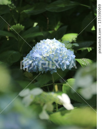 天藍色繡球花 135390969