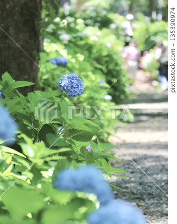 Hydrangea road 135390974