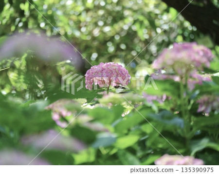 Sunlight sun flower Sunlight sun flower 135390975