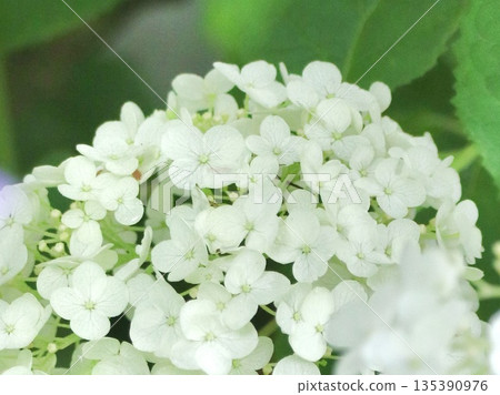 Annabel Annabel 135390976