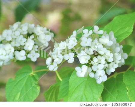 Annabelle in the Shade Annabelle in the Shade 135390977