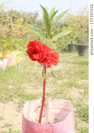 Impatiens balsamina flower plant on bag Impatiens balsamina flower plant on bag 135391018