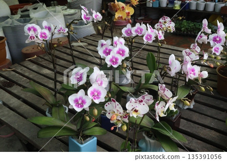 Phalaenopsis schilleriana orchid flower plant on nursery 135391056