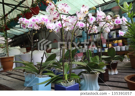 Phalaenopsis schilleriana orchid flower plant on nursery 135391057