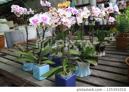 Phalaenopsis schilleriana orchid flower plant on nursery 135391058