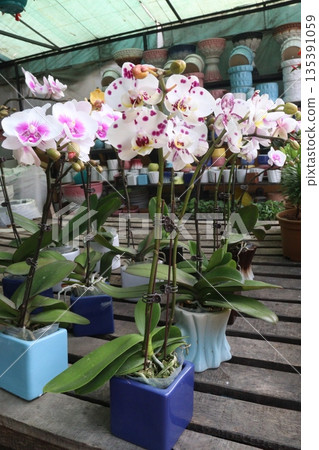 Phalaenopsis schilleriana orchid flower plant on nursery 135391059
