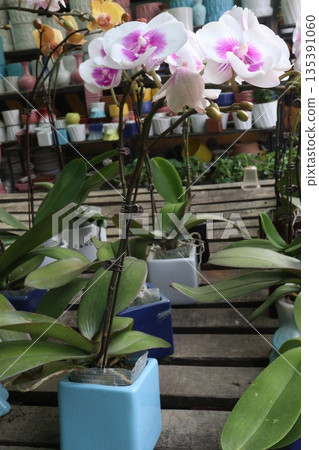 Phalaenopsis schilleriana orchid flower plant on nursery 135391060