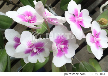 Phalaenopsis schilleriana orchid flower plant on nursery 135391061