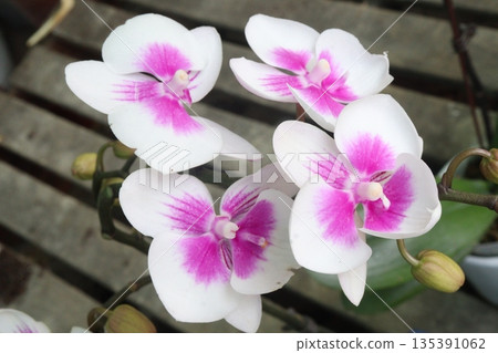 Phalaenopsis schilleriana orchid flower plant on nursery 135391062