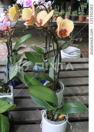 Phalaenopsis schilleriana orchid flower plant on nursery 135391063
