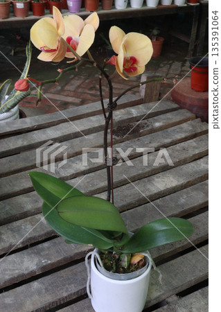 Phalaenopsis schilleriana orchid flower plant on nursery 135391064