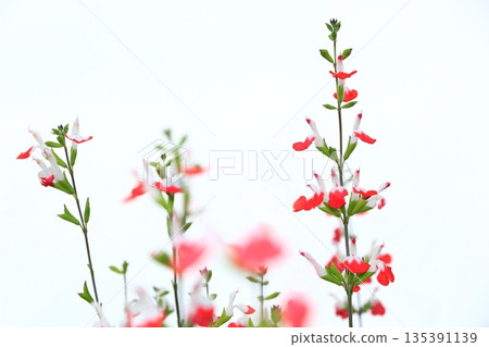 櫻桃鼠尾草花田 櫻桃鼠尾草花田 135391139