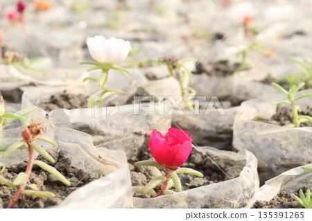 Portulaca grandiflora flower plant on bag 135391265