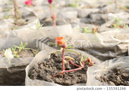 Portulaca grandiflora flower plant on bag Portulaca grandiflora flower plant on bag 135391266