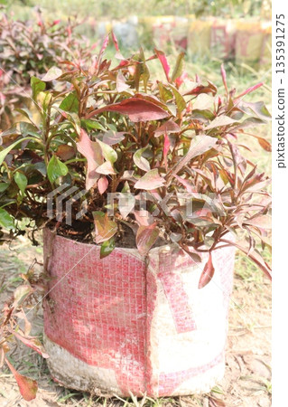 Alternanthera Neon leaf plant on bag 135391275