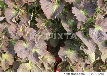 Mayana Abaniko leaf plant on farm are cash crop 135391281