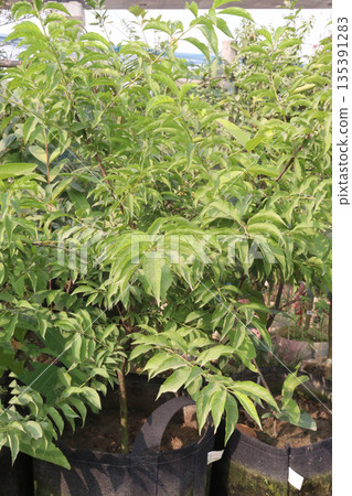 Heptacodium miconioides flower plant on farm Heptacodium miconioides flower plant on farm 135391283