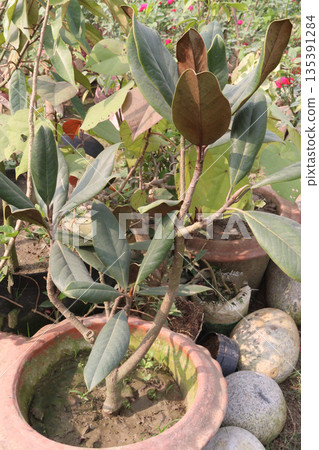Southern magnolia flower plant on nursery 135391284
