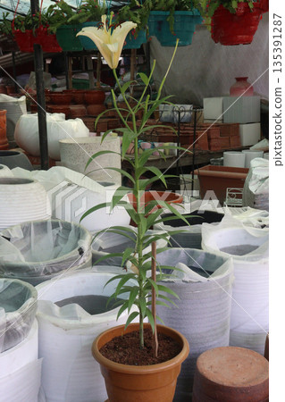 lilium longiflorum and Easter lily flower plant lilium longiflorum and Easter lily flower plant 135391287