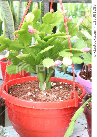 Schlumbergera truncata flower plant on hanging pot 135391289