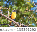 A male Daurian redstart perched on a branch 135391292